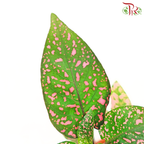 Hypoestes Mixed 《嫣红蔓》J01