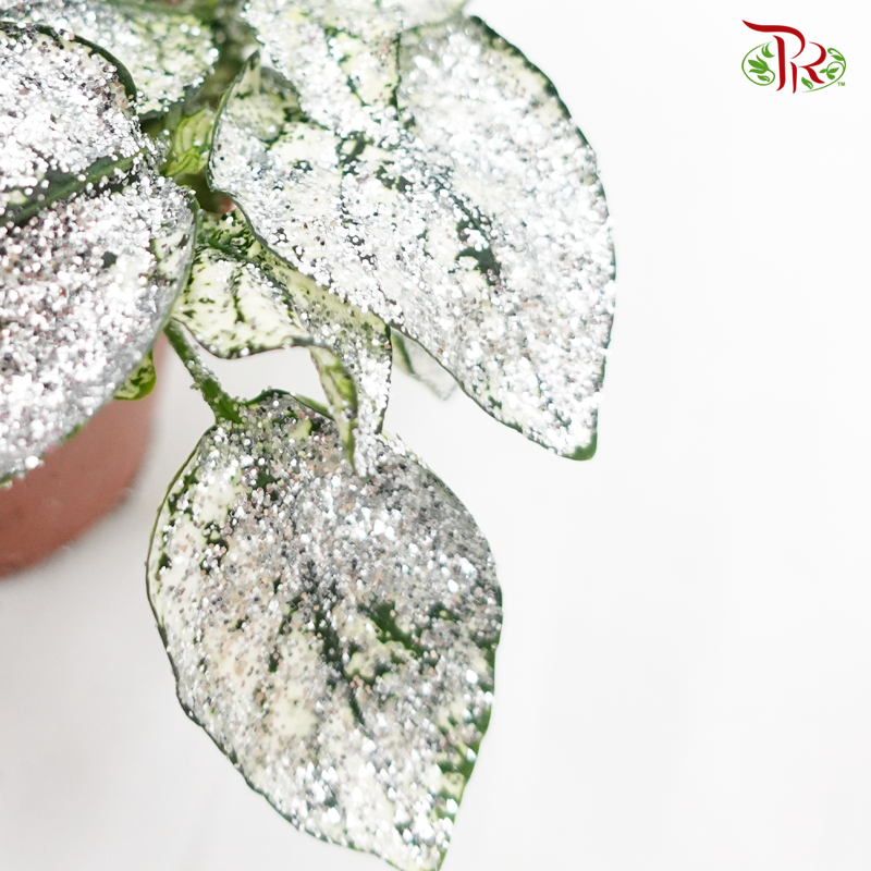 Hypoestes《嫣红蔓》-With Glitter - Pudu Ria Florist