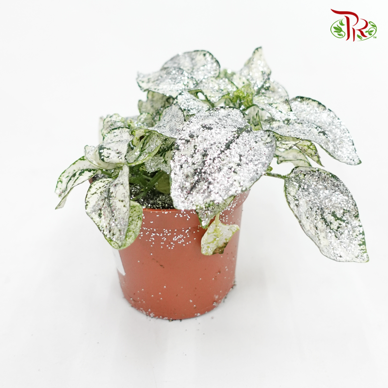 Hypoestes《嫣红蔓》-With Glitter - Pudu Ria Florist