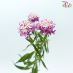 Iberis Amara - Cherry Pink (Per Bunch)-Cherry Pink-China-prflorist.com.my