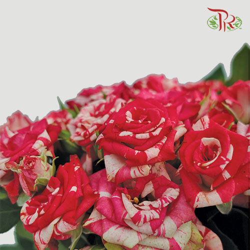 Rose Spray - Pink White (10 Stems) - Pudu Ria Florist