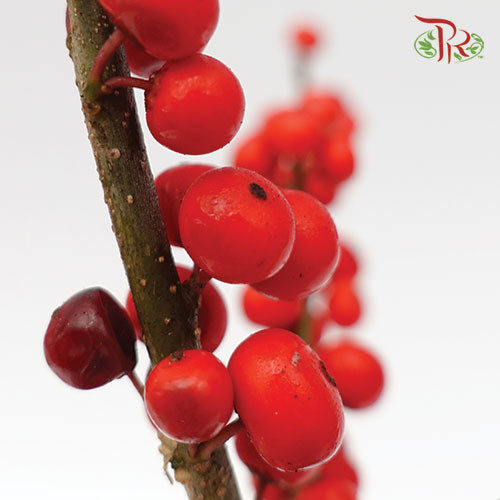 Ilex Verticlilata Red - 50cm (Per Stem)-Red-Netherland-prflorist.com.my