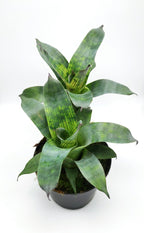 Vriesea Nova P80 YG