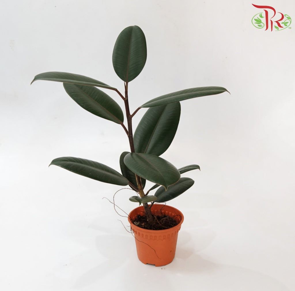Ficus Burgundy《印度榕》H08