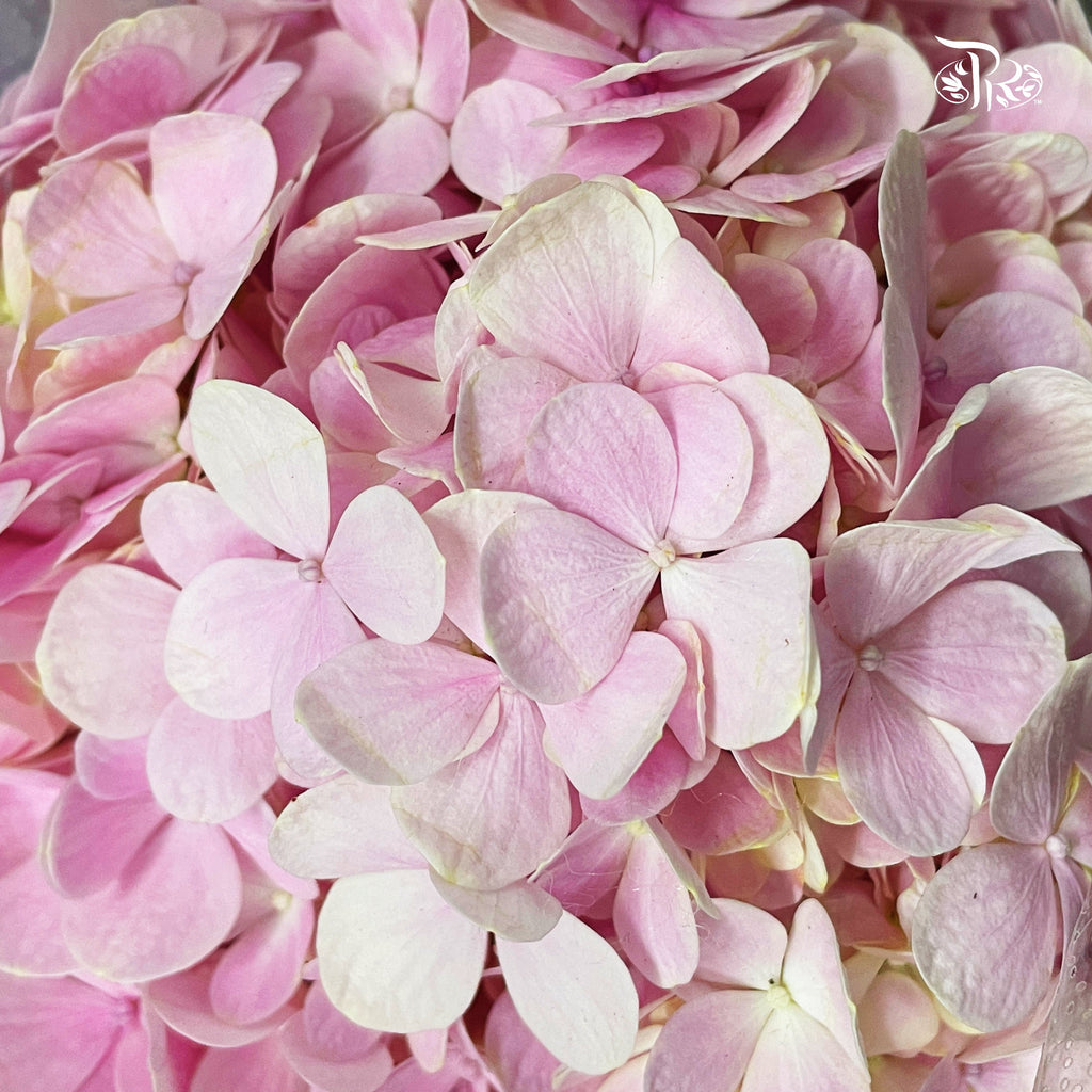 Hydrangea 《绣球花》