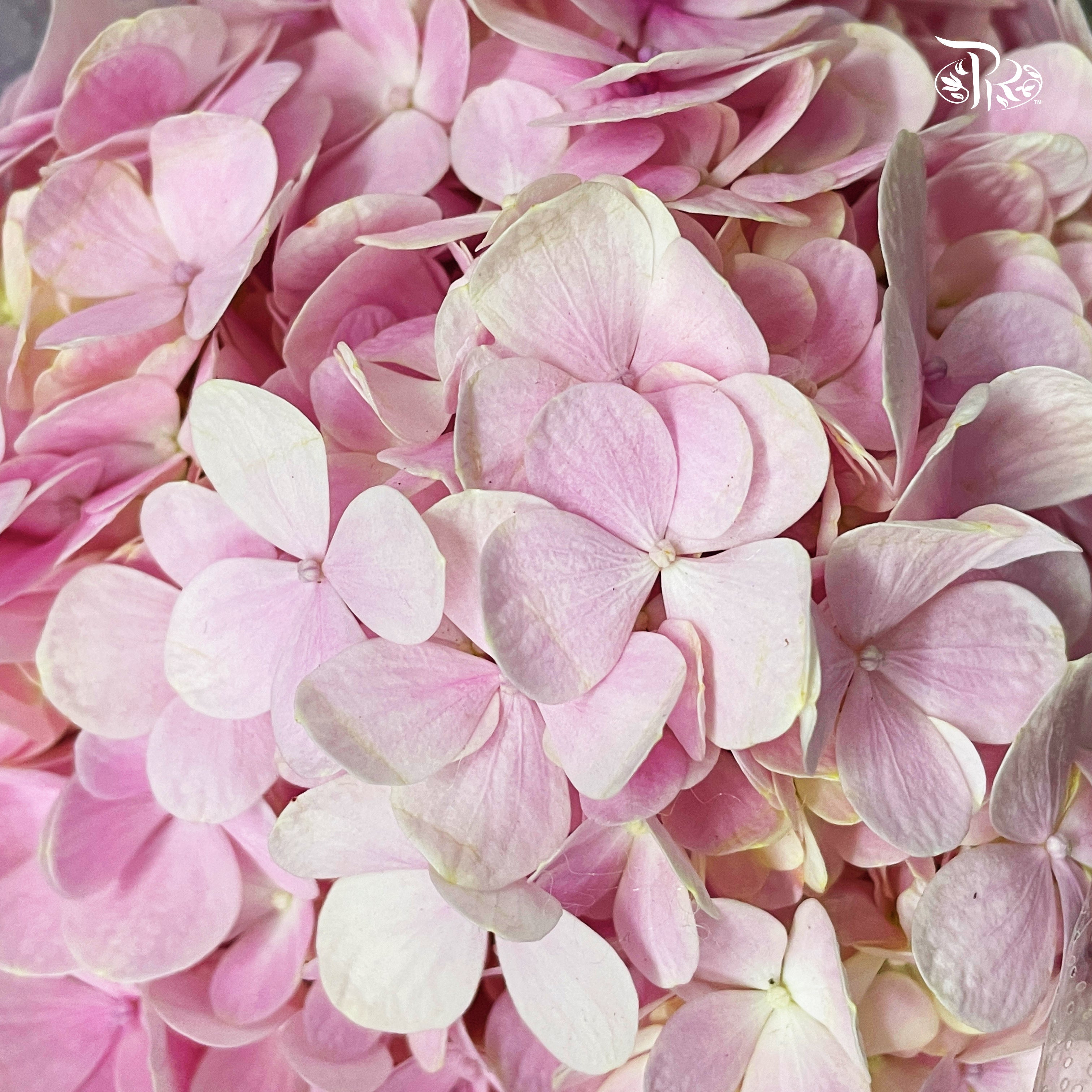 Hydrangea 《绣球花》