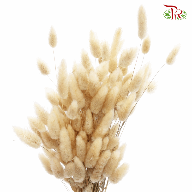 Dry Lagurus Bunny Tail - Sandcastle Brown