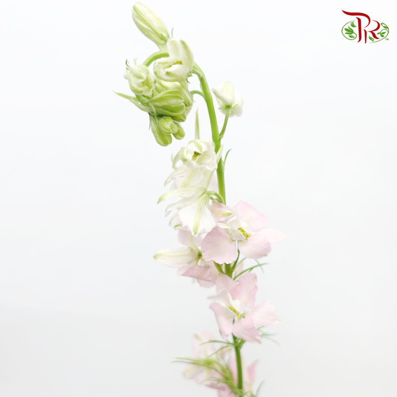 Larkspur- Pink (5 Stems) - Pudu Ria Florist