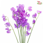 Sweet Pea - French Violet (10 stems) - Pudu Ria Florist