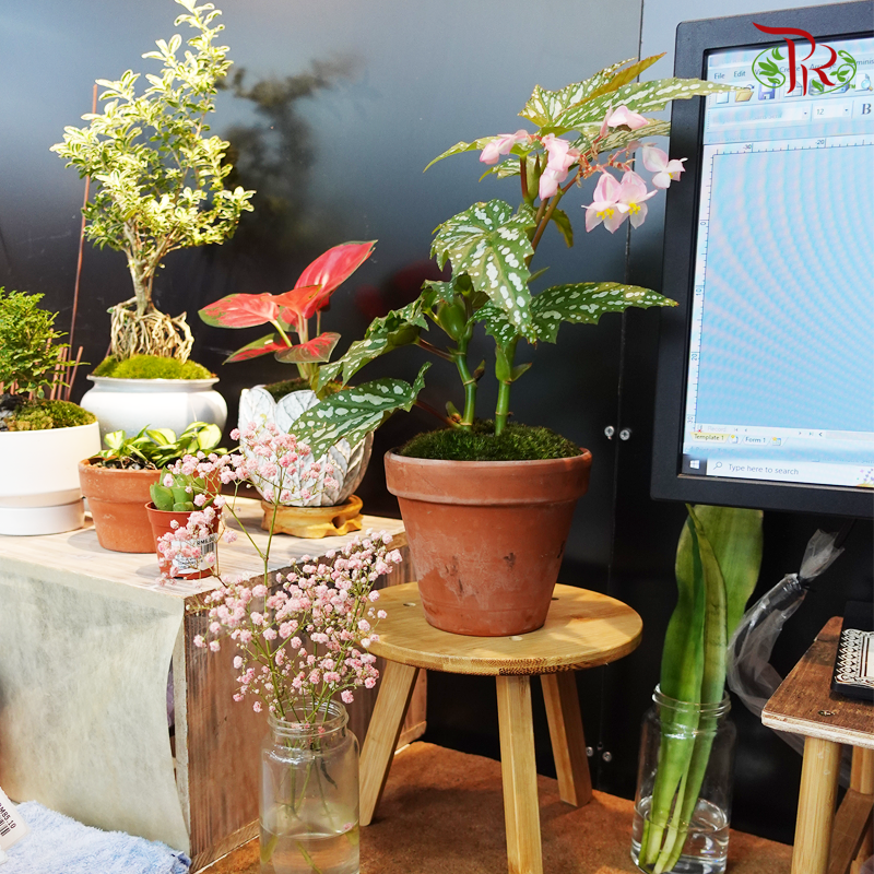 Indoor Shelf- Plant Wooden Stand (7cm / 18cm)-Pudu Ria Florist-prflorist.com.my
