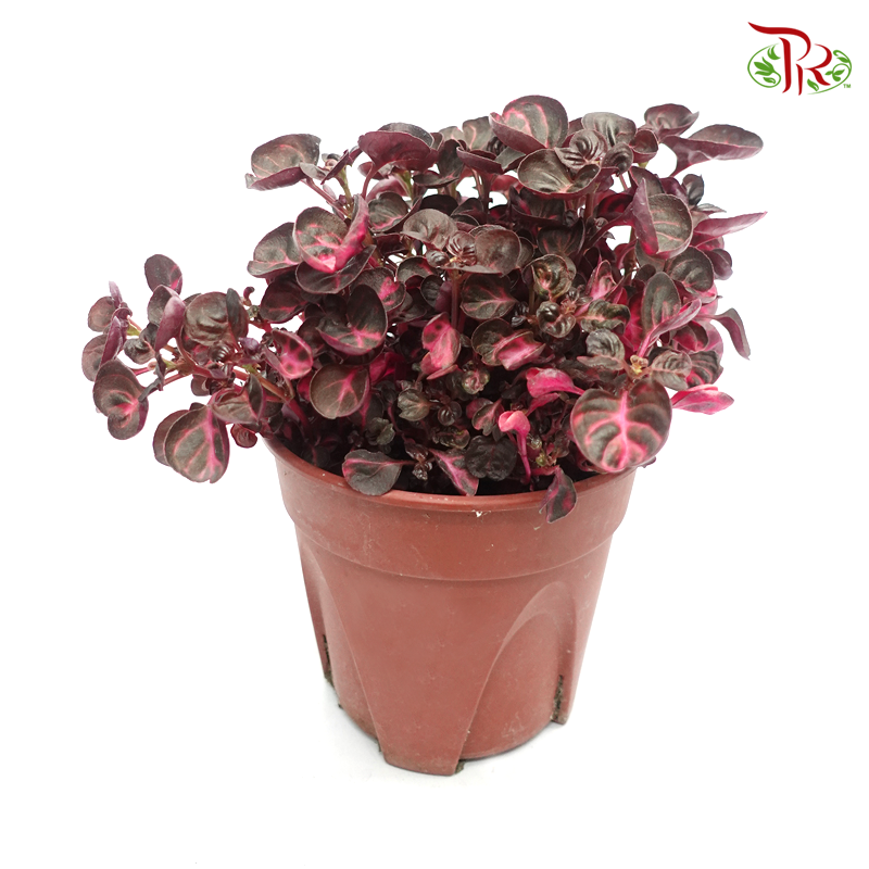 Iresine Herbstii - Red 《血苋》-Pudu Ria Florist-prflorist.com.my