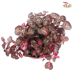 Iresine Herbstii - Red 《血苋》-Pudu Ria Florist-prflorist.com.my