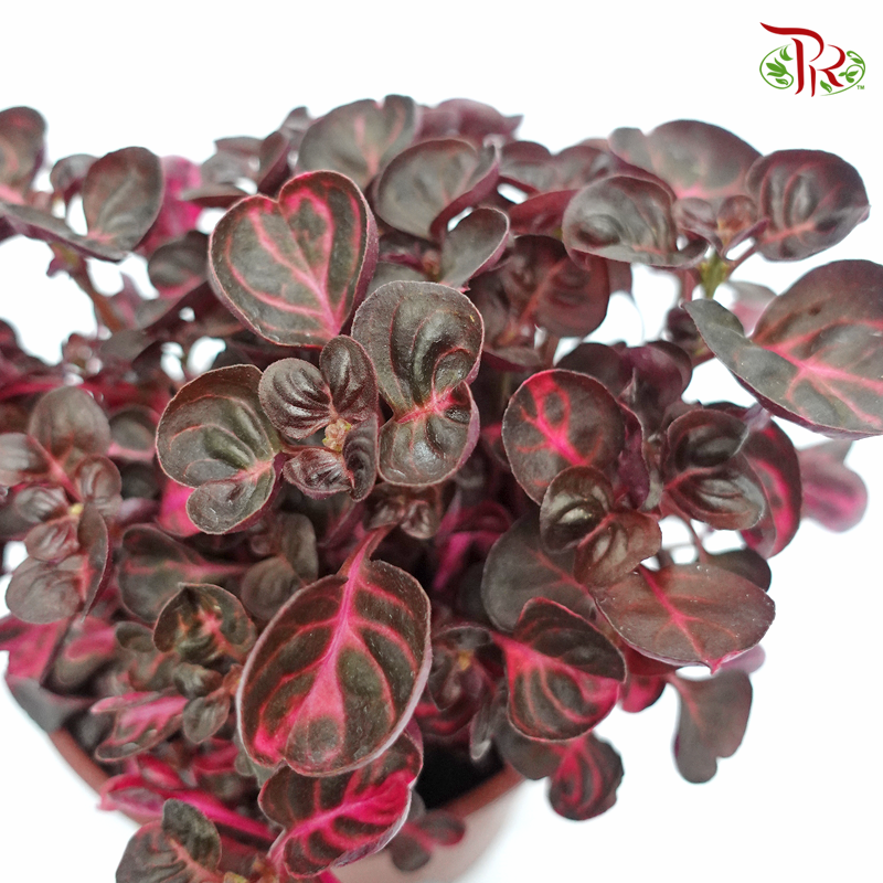 Iresine Herbstii - Red 《血苋》-Pudu Ria Florist-prflorist.com.my