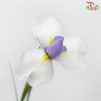 Iris - Purple (10 Stems)-Purple-Netherland-prflorist.com.my