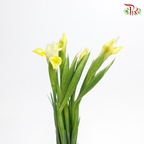 Iris- Yellow ( 10 Stems)-Yellow-Netherland-prflorist.com.my