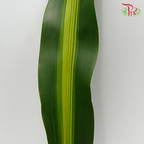 Iron Leaf (Massengana)