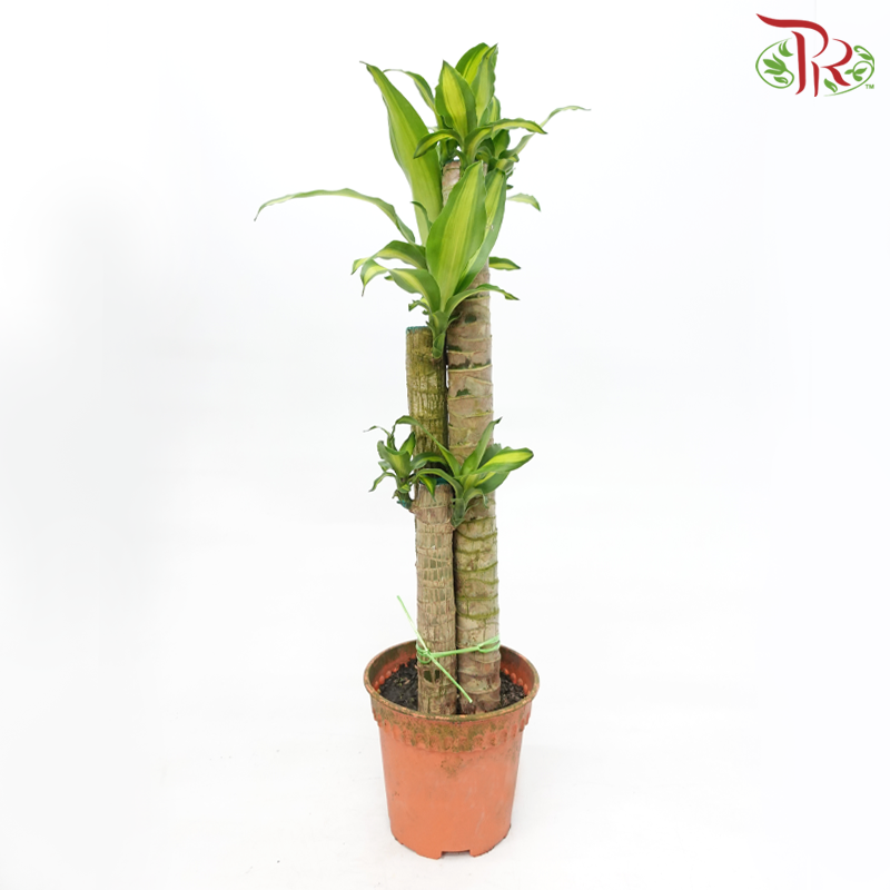 Iron Tree 3《铁树/巴西木》(Random Choose Leaves Color)