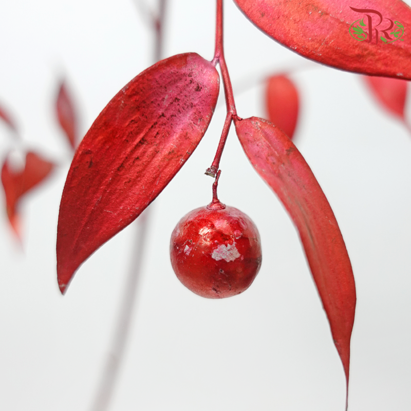 Italy Ruscus Dyed Metal Preservatives - Red (Per Bunch)-Red-Import-prflorist.com.my