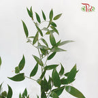 Italy Ruscus - (Per Bunch)-Import-prflorist.com.my