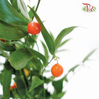 Italy Ruscus - (Per Bunch)-Netherland-prflorist.com.my
