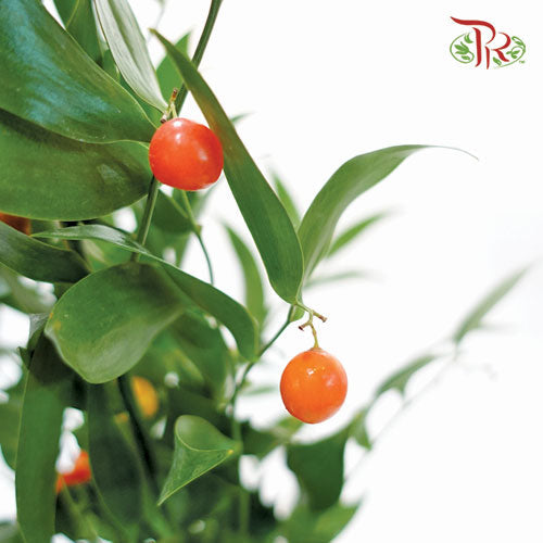 Italy Ruscus - (Per Bunch)-Netherland-prflorist.com.my