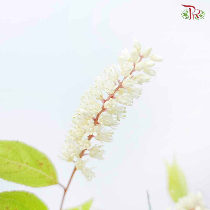 Itea Virginica - (2 Stems)-Japan-prflorist.com.my