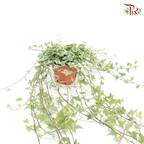 Ivy - Hedera Variegated 《常春藤锦》-Pudu Ria Florist-prflorist.com.my