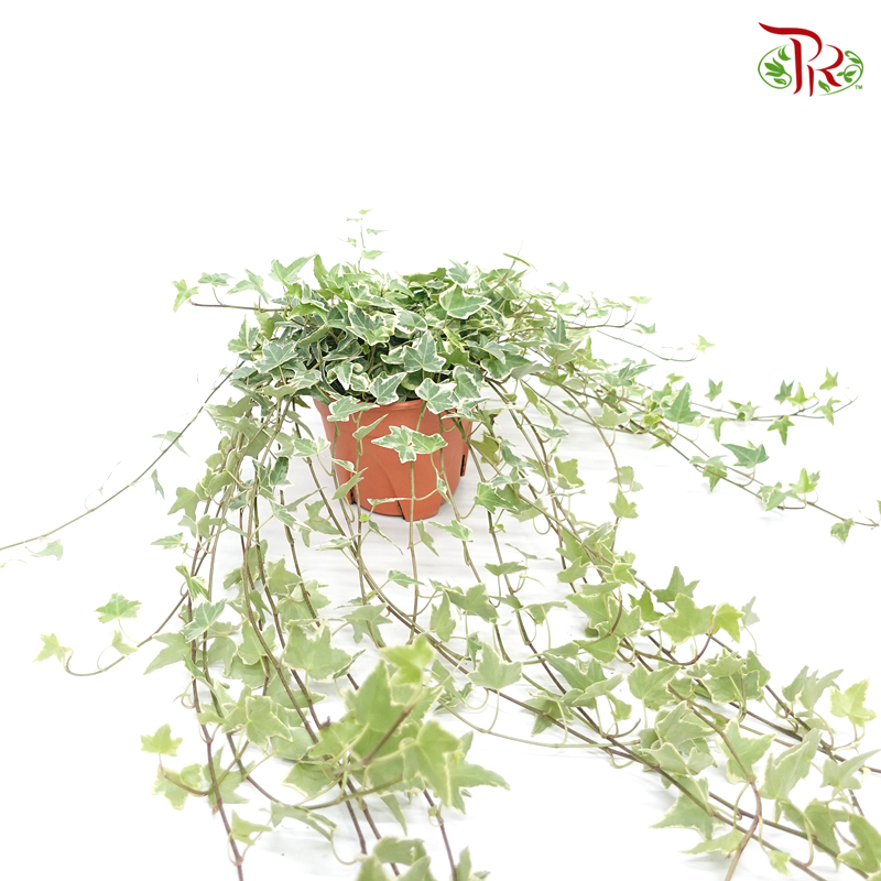 Ivy - Hedera Variegated 《常春藤锦》-Pudu Ria Florist-prflorist.com.my