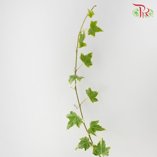 Ivy Leaf (Hedera) - Two Tone-Malaysia-prflorist.com.my