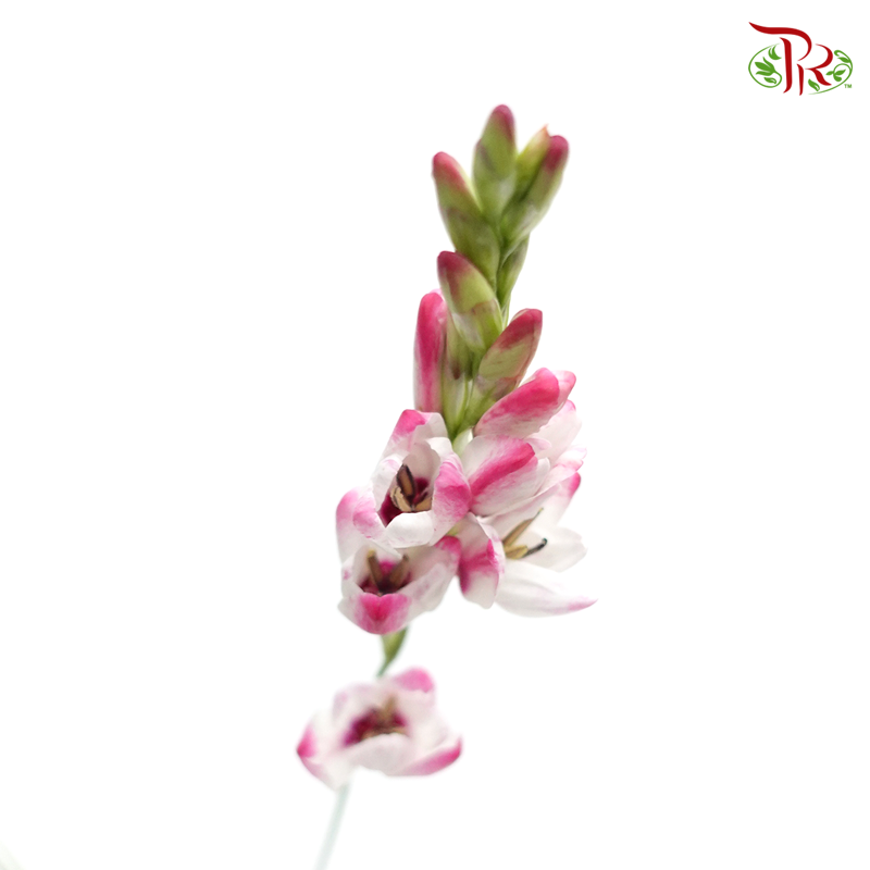 Ixia - Pink Tone ( 5 Stems)-Import-prflorist.com.my
