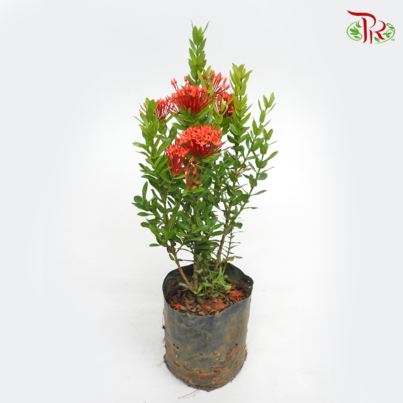 Ixora Sunkist《矮仙丹花》-Pudu Ria Florist-prflorist.com.my