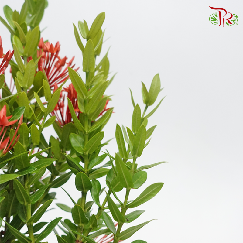 Ixora Sunkist《矮仙丹花》-Pudu Ria Florist-prflorist.com.my
