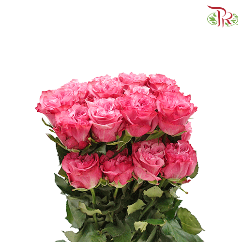 Ceres Rose - Country Bluez (25 stems) - Pudu Ria Florist