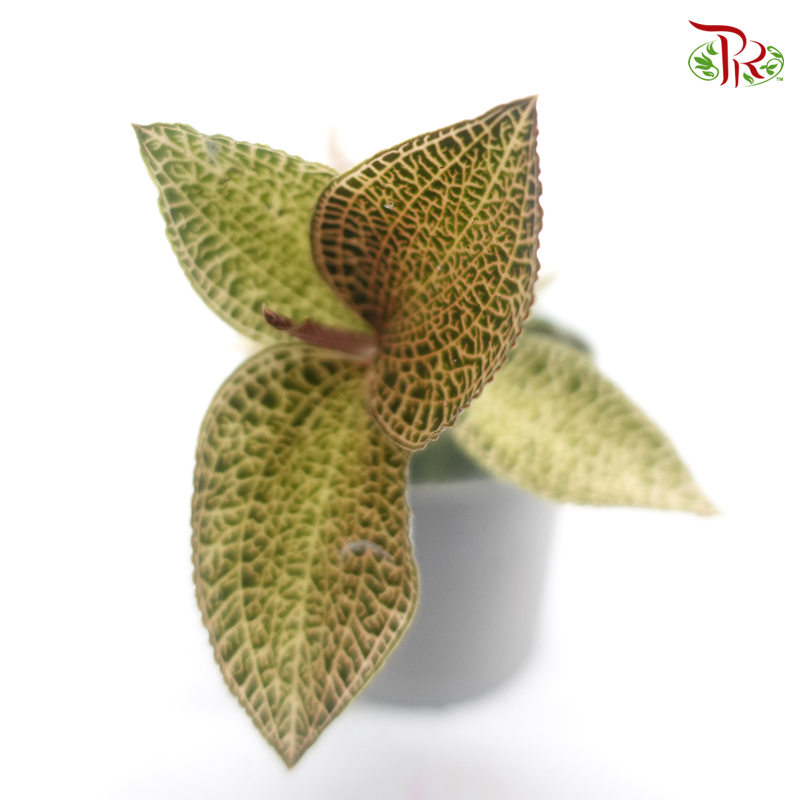 Jewel Orchid-Anoectochilus Roxburghii (Gold Bar/ White Center) 《金线兰》-Gold Bar-Pudu Ria Florist-prflorist.com.my