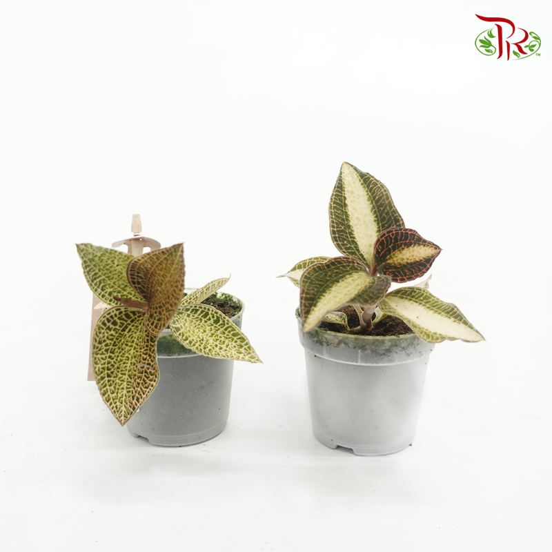 Jewel Orchid-Anoectochilus Roxburghii (Gold Bar/ White Center) 《金线兰》-Pudu Ria Florist-prflorist.com.my