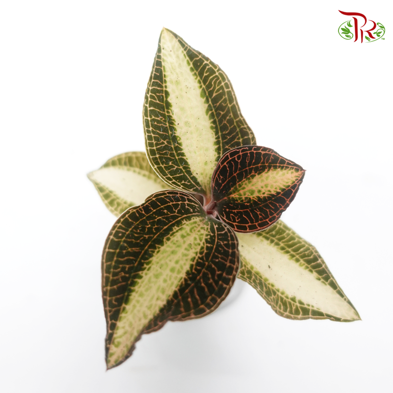 Jewel Orchid-Anoectochilus Roxburghii (Gold Bar/ White Center) 《金线兰》-White Center-Pudu Ria Florist-prflorist.com.my