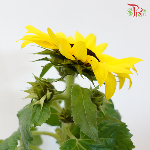 Sunflower《向日葵》 - Pudu Ria Florist