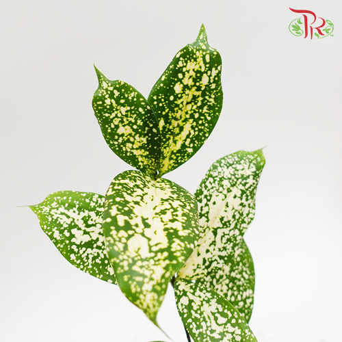 Johor Leaf (Florida Beauty)-Malaysia-prflorist.com.my