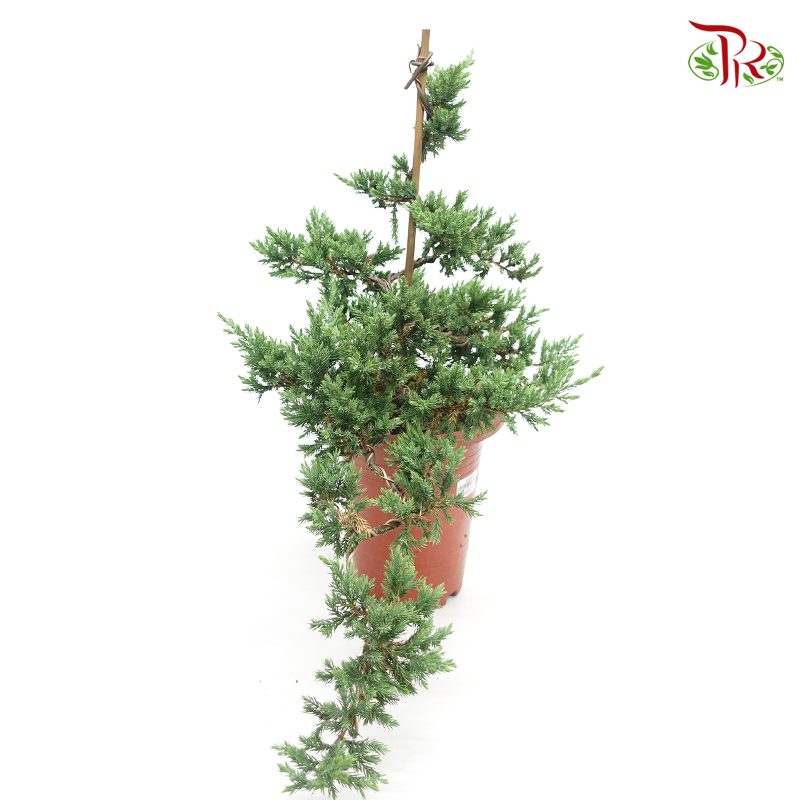Juniperus Cliff 《真柏》
