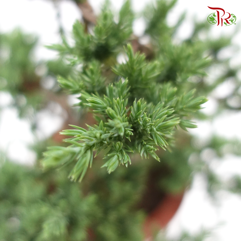 Juniperus Cliff 《真柏》