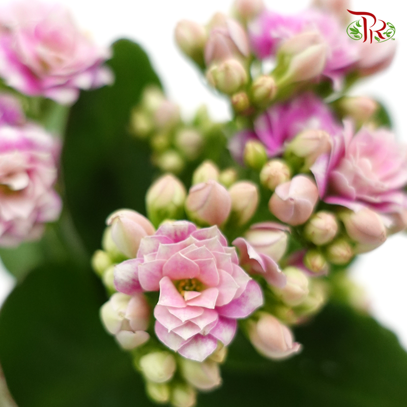 Kalanchoe P80-RANDOM PICKED COLOURS 《长寿花》 - Pudu Ria Florist