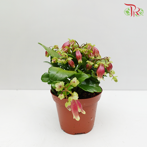 Kalanchoe Dream Bells《宫灯长寿花》