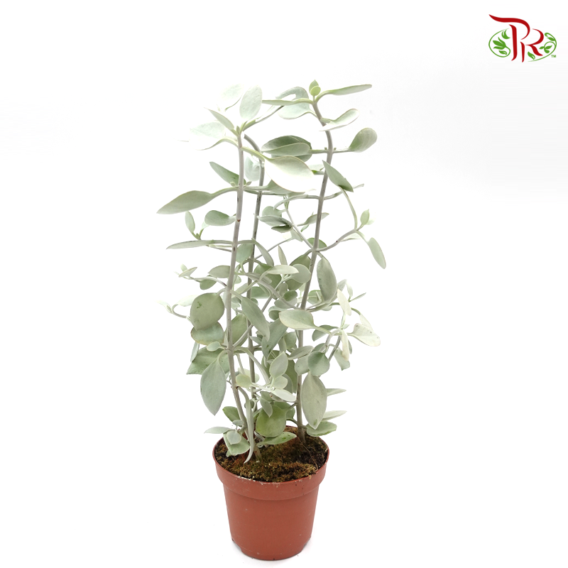 Kalanchoe Hildebrandtii 《多肉-银汤匙》-Pudu Ria Florist-prflorist.com.my