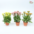 Kalanchoe P105《长寿花》 (Random Color)