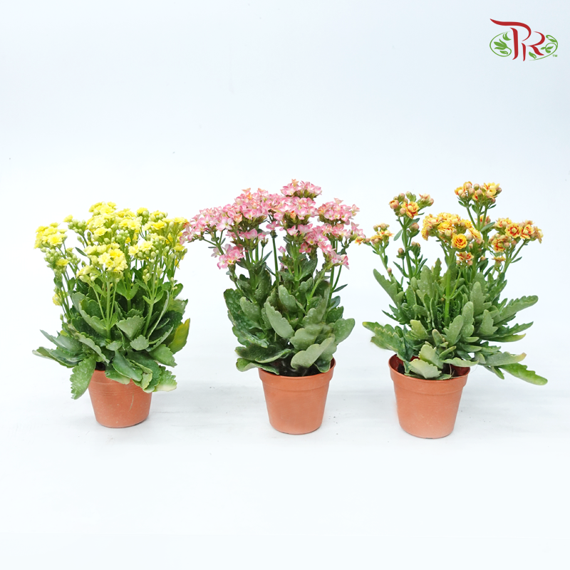 Kalanchoe P105《长寿花》 (Random Color)