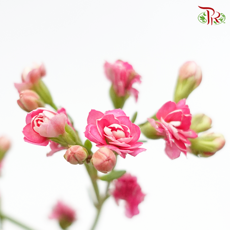 Kalanchoe - Pink (5 Stems)-Vietnam-prflorist.com.my