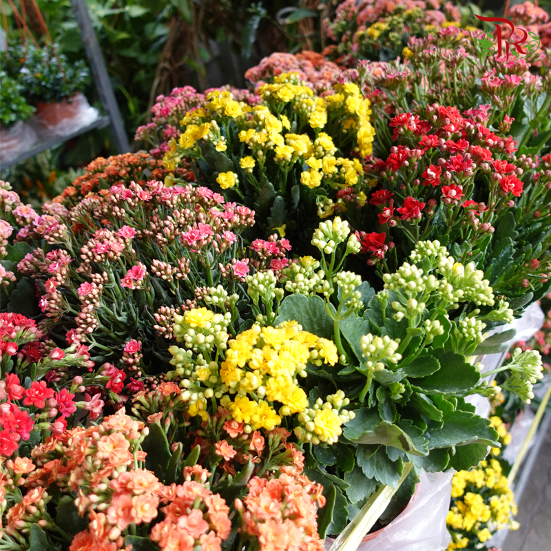Kalanchoe Pot- (105P/ 105P/ 262P) (Random choose colour)-Pudu Ria Florist-prflorist.com.my