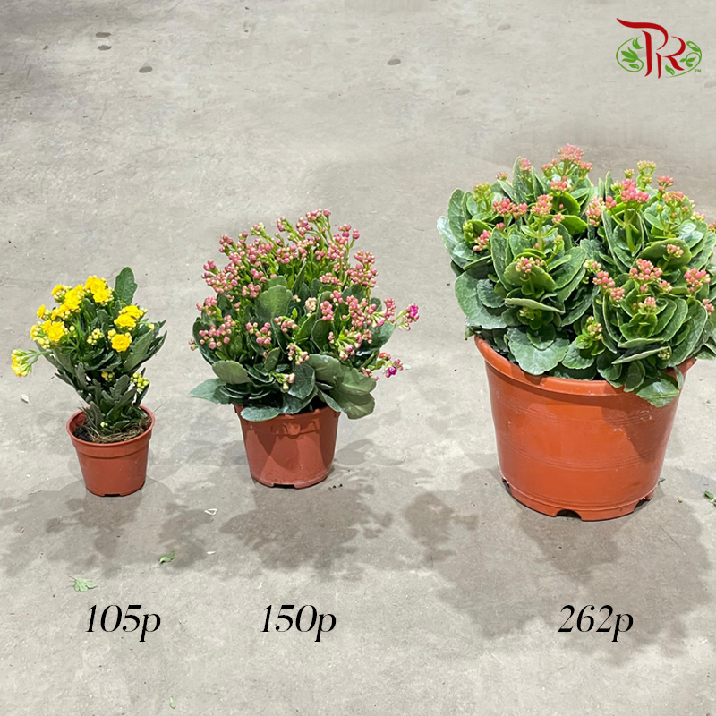 Kalanchoe Pot- (105P/ 105P/ 262P) (Random choose colour)-Pudu Ria Florist-prflorist.com.my