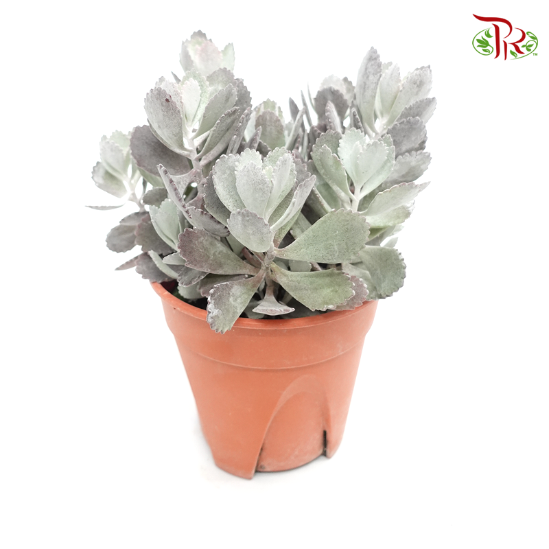 Kalanchoe Pumila Silver 《多肉-白银之舞》-Pudu Ria Florist-prflorist.com.my