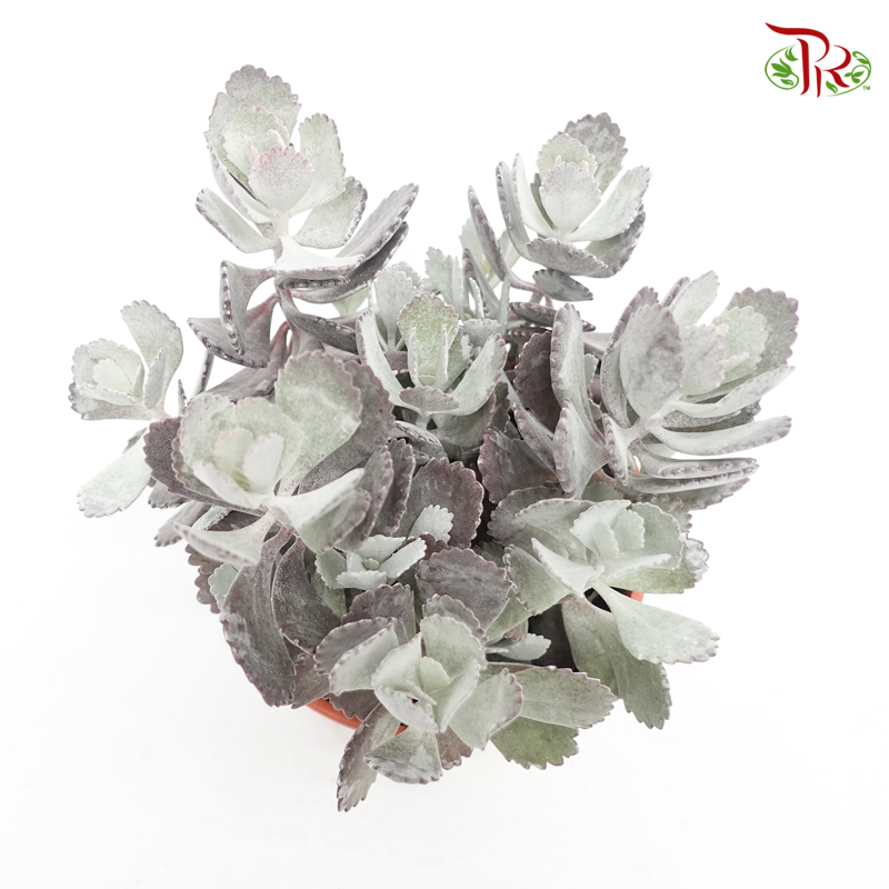 Kalanchoe Pumila Silver 《多肉-白银之舞》-Pudu Ria Florist-prflorist.com.my